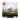 Babycare - Silicone Suction Bowl - Powder Pink